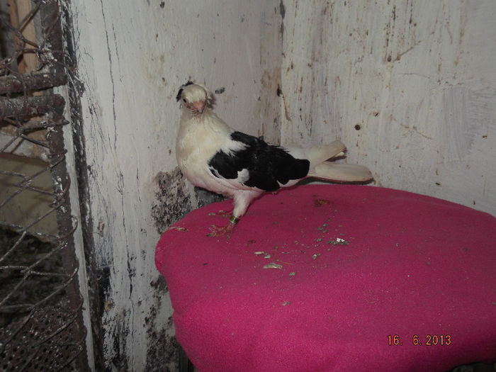 jucator  de  constanta   F  cazaca