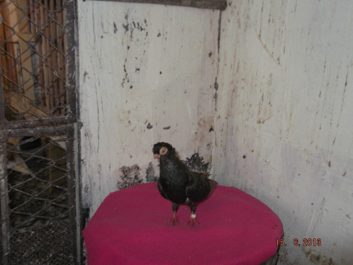 jucator  de  constanta   femela  castanie