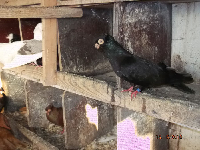 jucator  de  constanta  corb