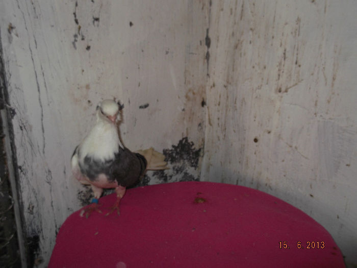 jucator  de  constanta  F  viorie