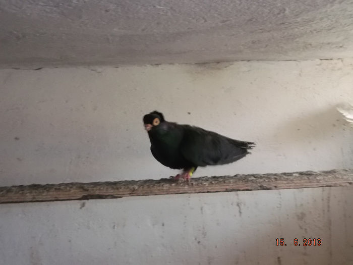 jucator  de  CT  castanie  F