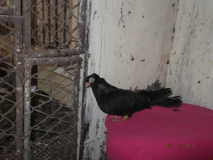 jucator  de constanta    F castanie