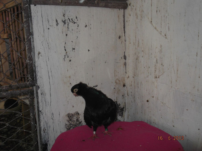 jucator CT femela coarba