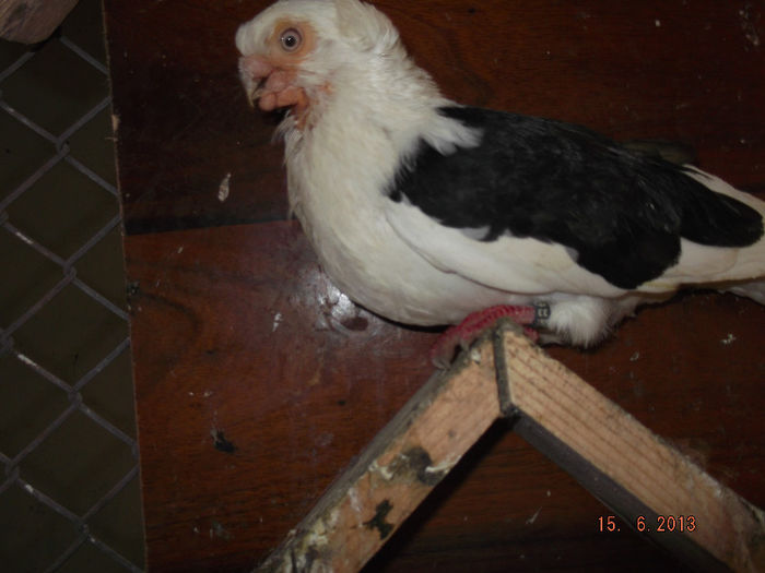 jucator de  constanta   mascul batrin 5  ani