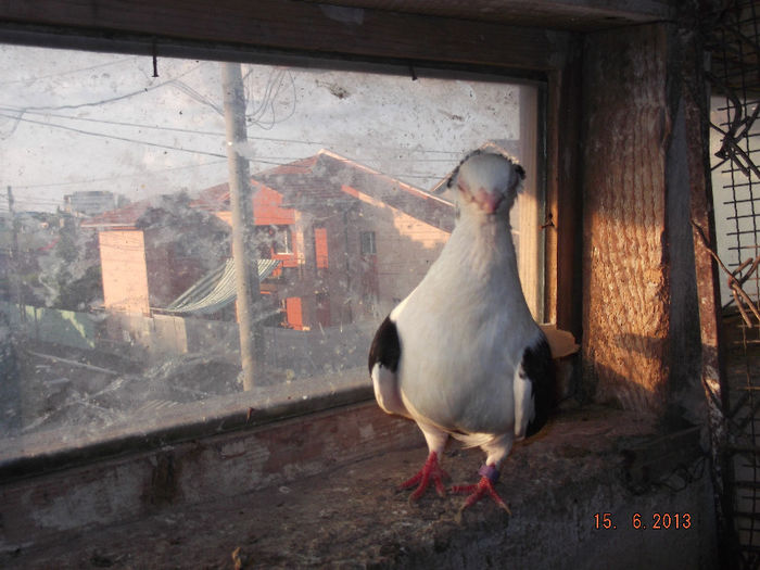 jucator de  constanta  cazac