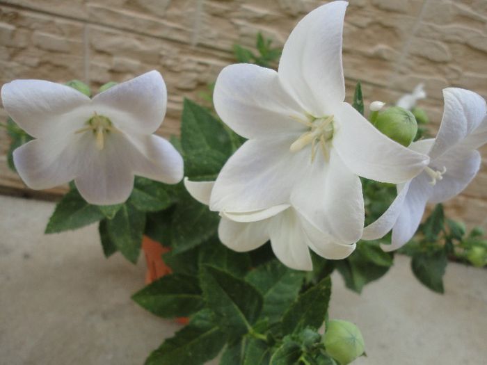 Campanula glauca(floarea balon) - Diverse flori