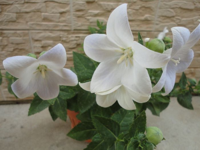 Campanula glauca(floarea balon)