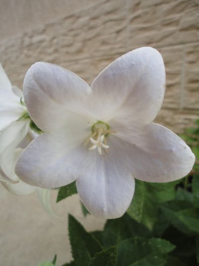 Campanula glauca(FLOAREA BALON) - Diverse flori