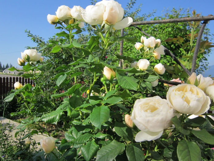  - TRANDAFIRI 2013