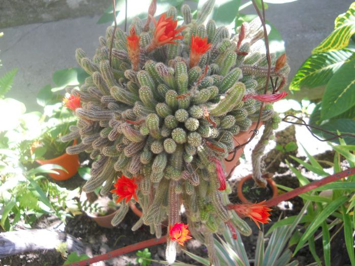 DSCN4109 - cactusi