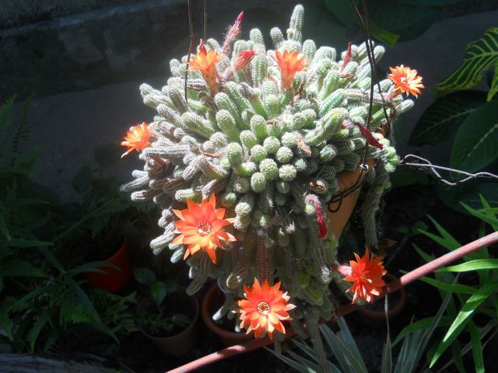 DSCN4112 - cactusi