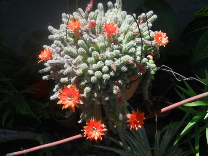 DSCN4113 - cactusi