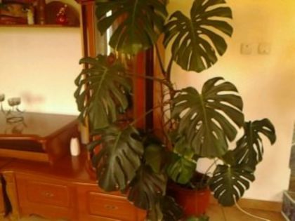  - Philodendron 2013