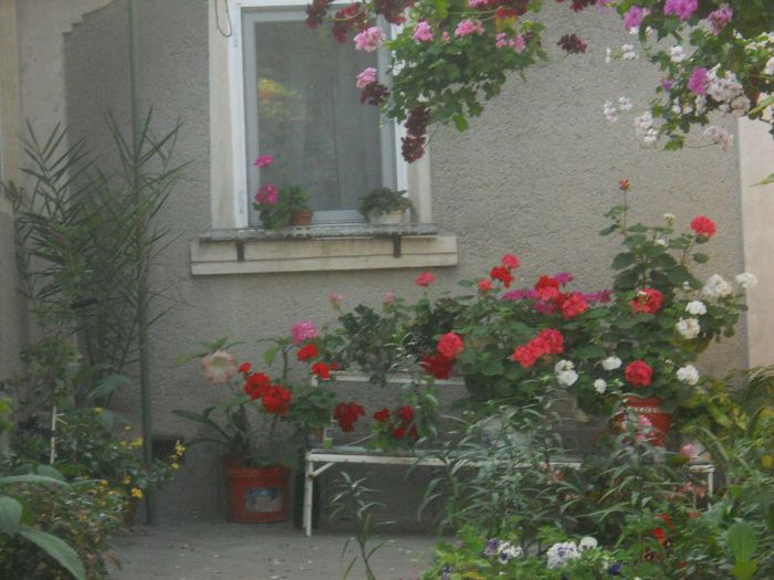 DSCN4102 - muscate drepte