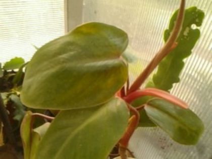 imperial red - Philodendron 2013