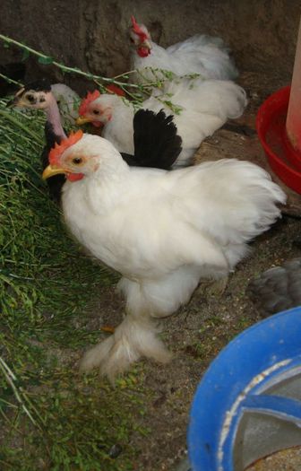 DSC02252