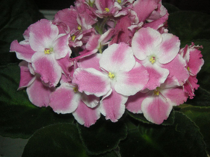 Rhapsodie Anika (vara)