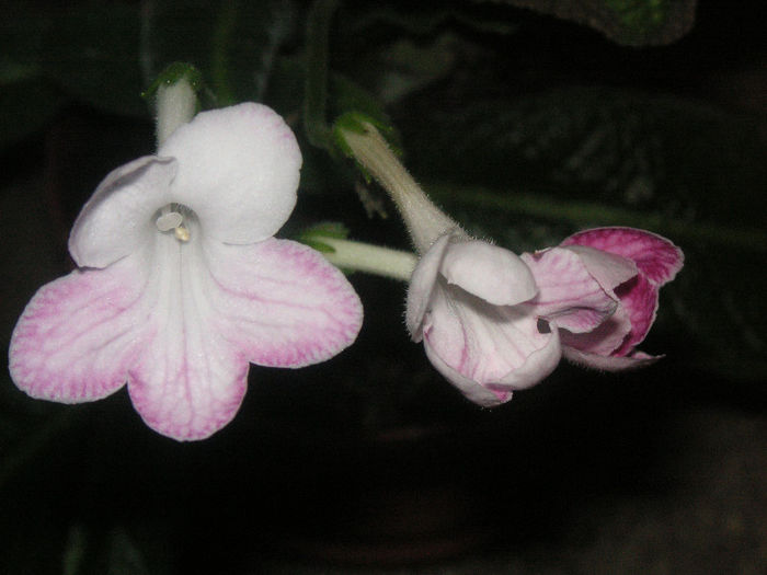 SANY0088
