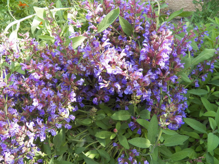 salvie inflorita - SALVIA