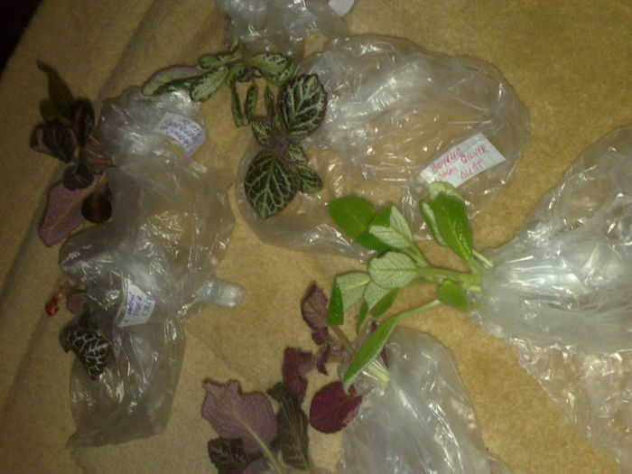 episcia de la Valentina