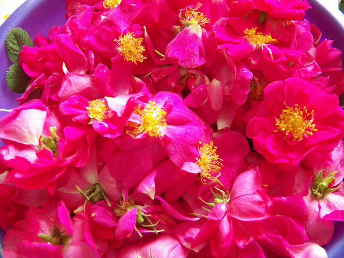 flori de trandafir pentru dulceata,sirop si tinctura - TRANDAFIR DE DULCEATA