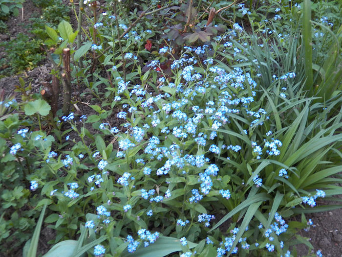 Picture 289 - -FLORI