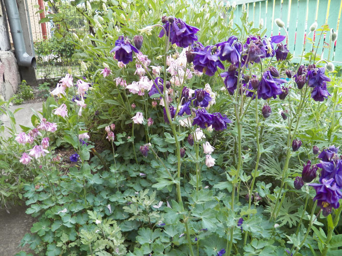 Picture 320 - -FLORI