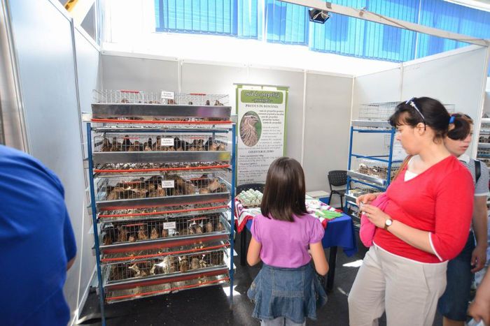 expo transilvania prepelite japoneze pui stand expozitie prepelite cluj _3570