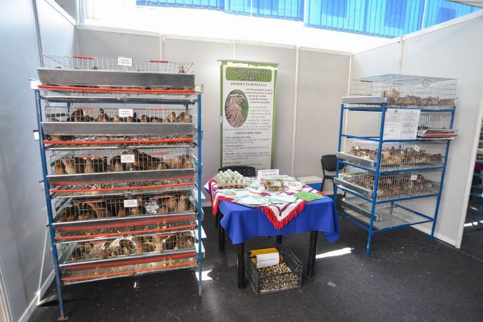 expo transilvania prepelite japoneze pui stand expozitie prepelite cluj _3572