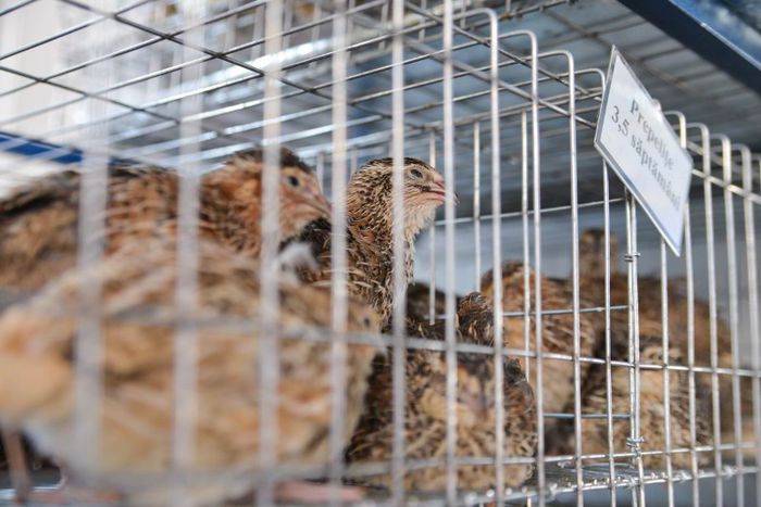 expo transilvania prepelite japoneze pui stand expozitie prepelite cluj _3577