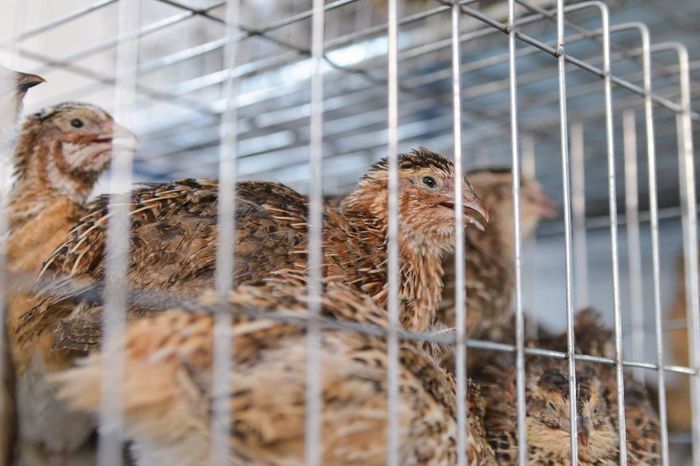 expo transilvania prepelite japoneze pui stand expozitie prepelite cluj _3578