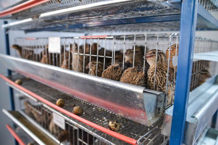 expo transilvania prepelite japoneze pui stand expozitie prepelite cluj _3579