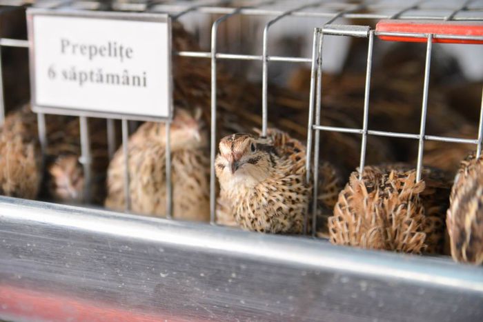 expo transilvania prepelite japoneze pui stand expozitie prepelite cluj _3581