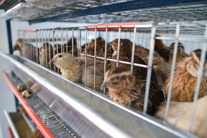 expo transilvania prepelite japoneze pui stand expozitie prepelite cluj _3587