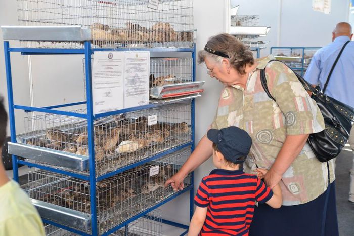 expo transilvania prepelite japoneze pui stand expozitie prepelite cluj _3592