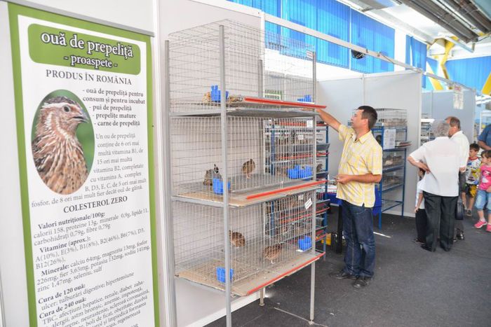 expo transilvania prepelite japoneze pui stand expozitie prepelite cluj _3595