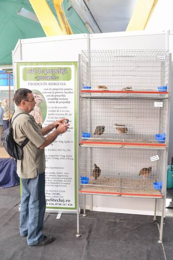 expo transilvania prepelite japoneze pui stand expozitie prepelite cluj _3598