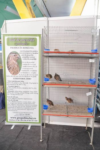expo transilvania prepelite japoneze pui stand expozitie prepelite cluj _3599