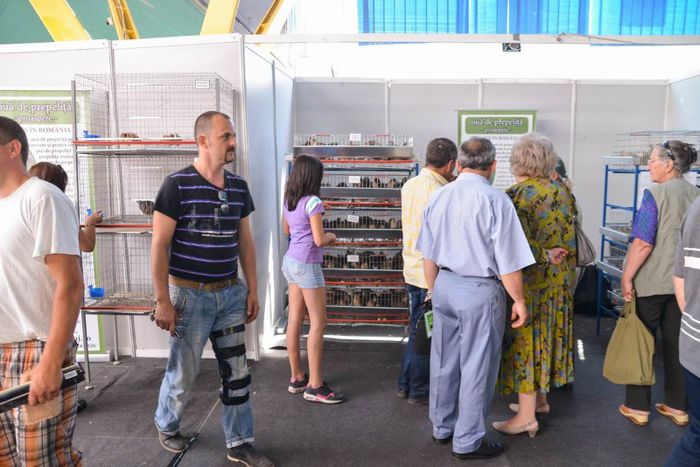 expo transilvania prepelite japoneze pui stand expozitie prepelite cluj _3600