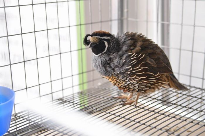 prelita californiana cu mot ornament expo transilvania prepelite japoneze pui stand expozitie prepel