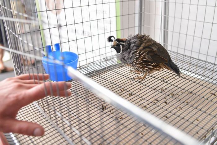 prelita californiana cu mot ornament expo transilvania prepelite japoneze pui stand expozitie prepel