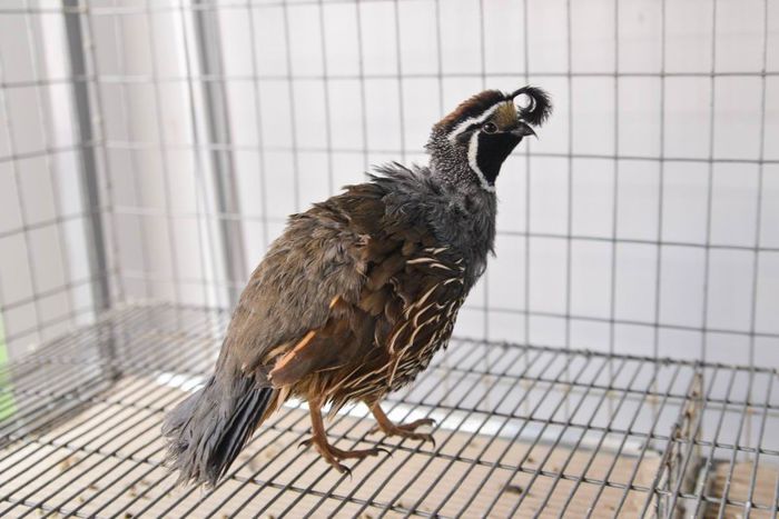 prelita californiana cu mot ornament expo transilvania prepelite japoneze pui stand expozitie prepel