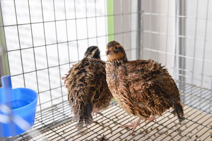 prepelite bobwhite ornamentale  expo transilvania prepelite japoneze pui stand expozitie prepelite _