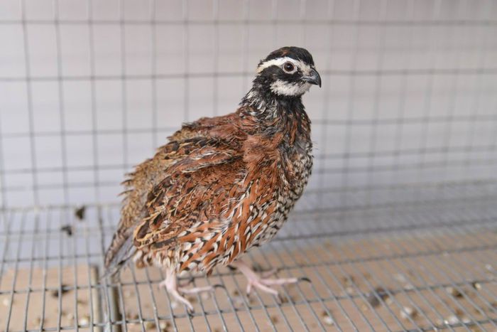 prepelite bobwhite ornamentale  expo transilvania prepelite japoneze pui stand expozitie prepelite _