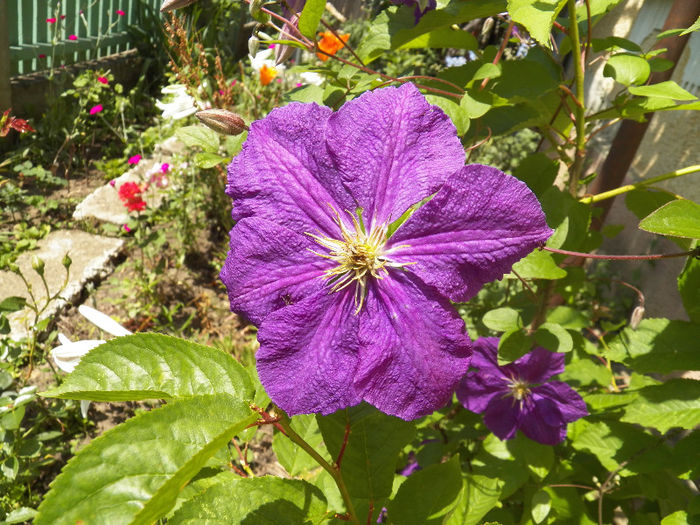 Picture 503 - -FLORI