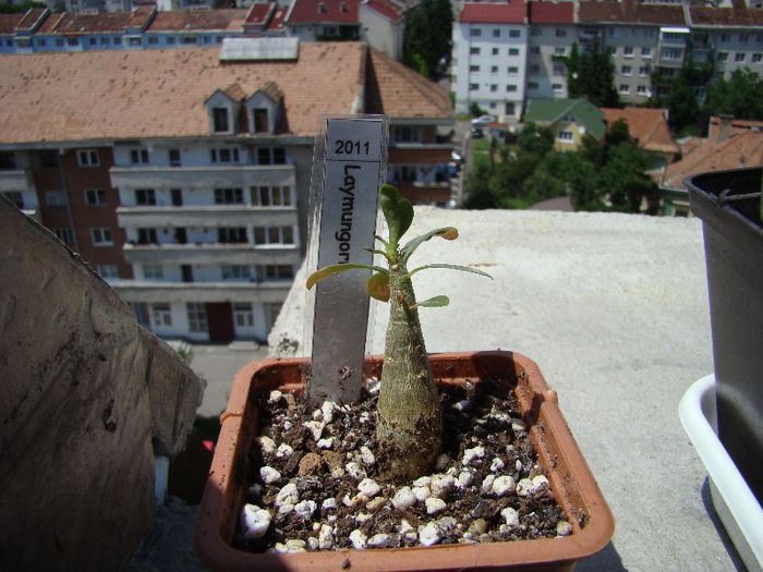 DSC07457 - Adenium 2013