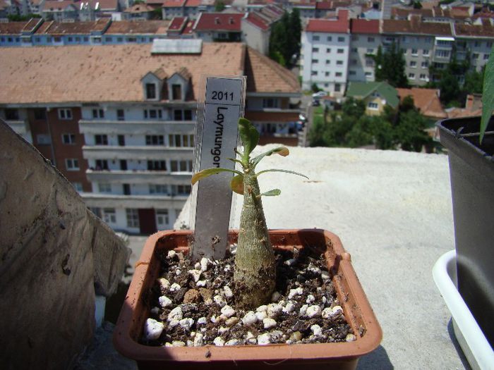 DSC07458 - Adenium 2013