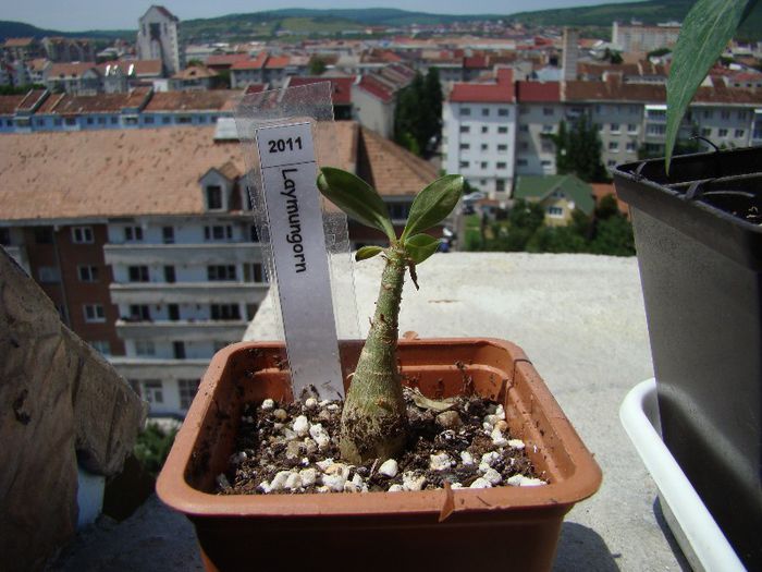 DSC07461 - Adenium 2013