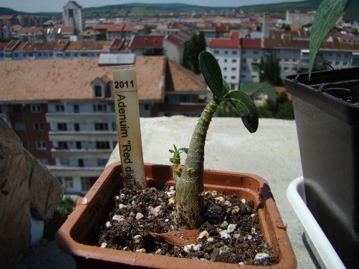 DSC07462 - Adenium 2013