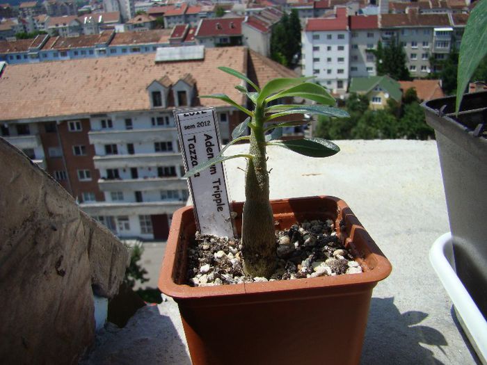 DSC07477 - Adenium 2013